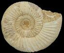 Perisphinctes Ammonite - Jurassic #68162-1